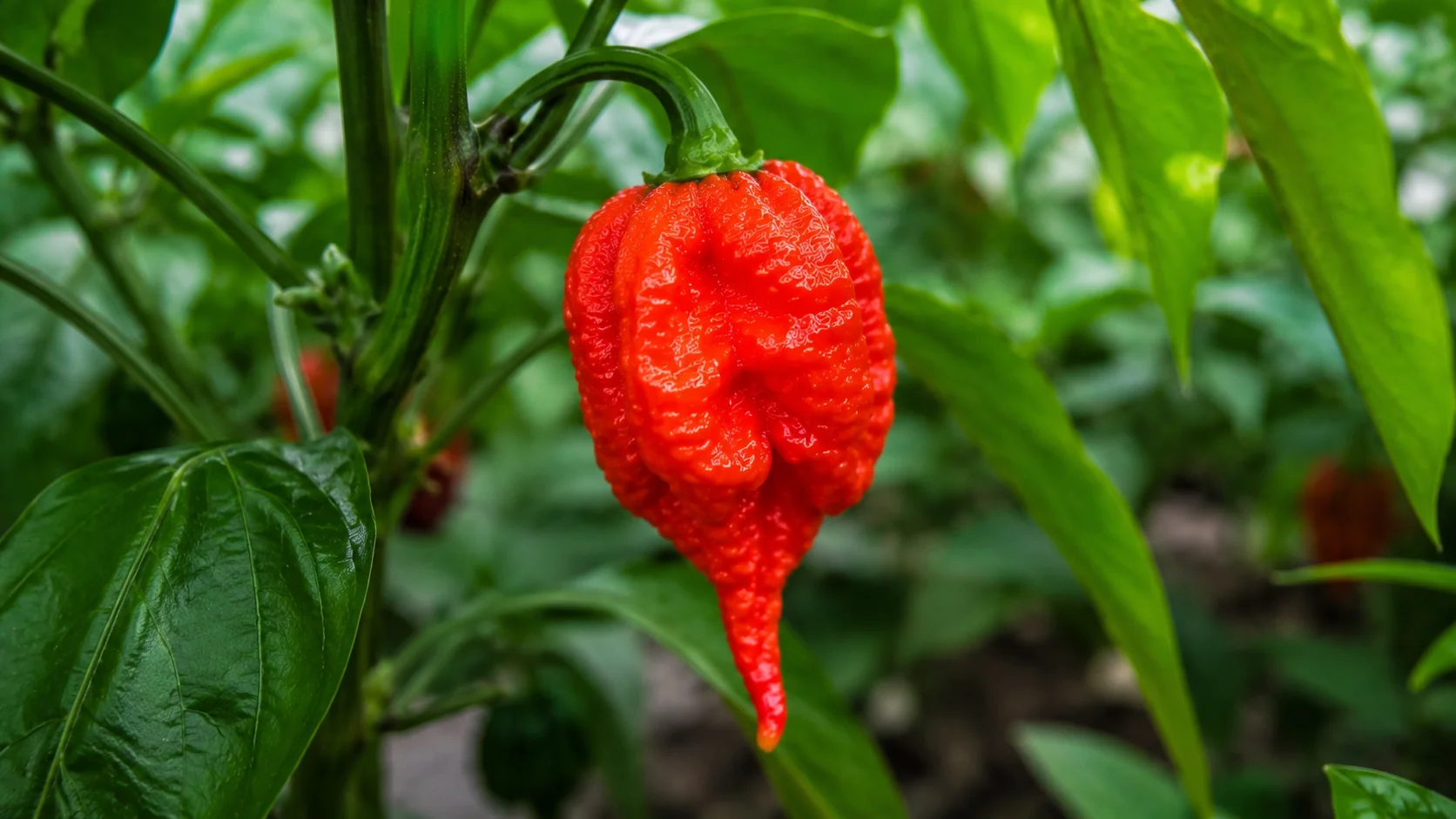 7-pot-pepper