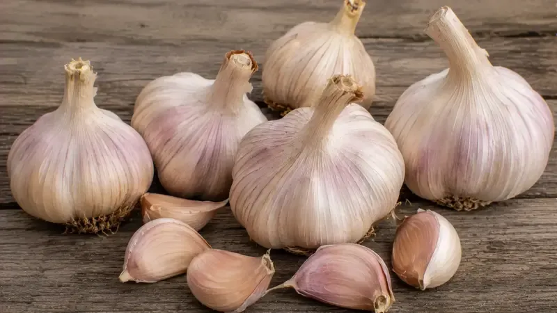 amish-rocambole-garlic