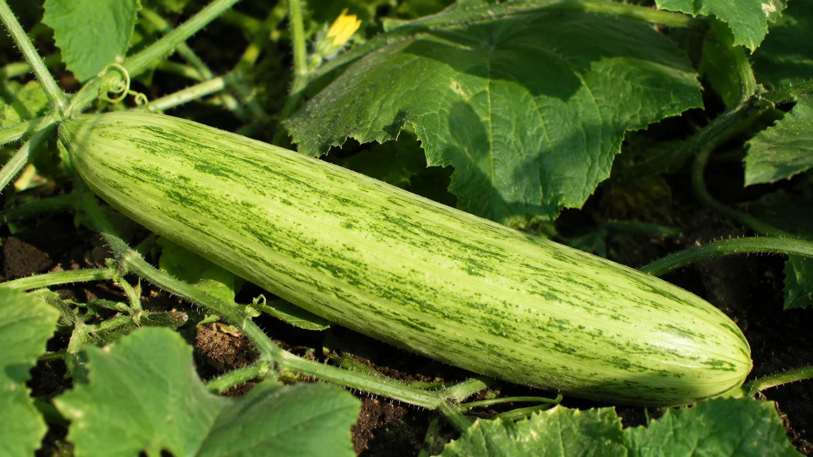 armenian-cucumber