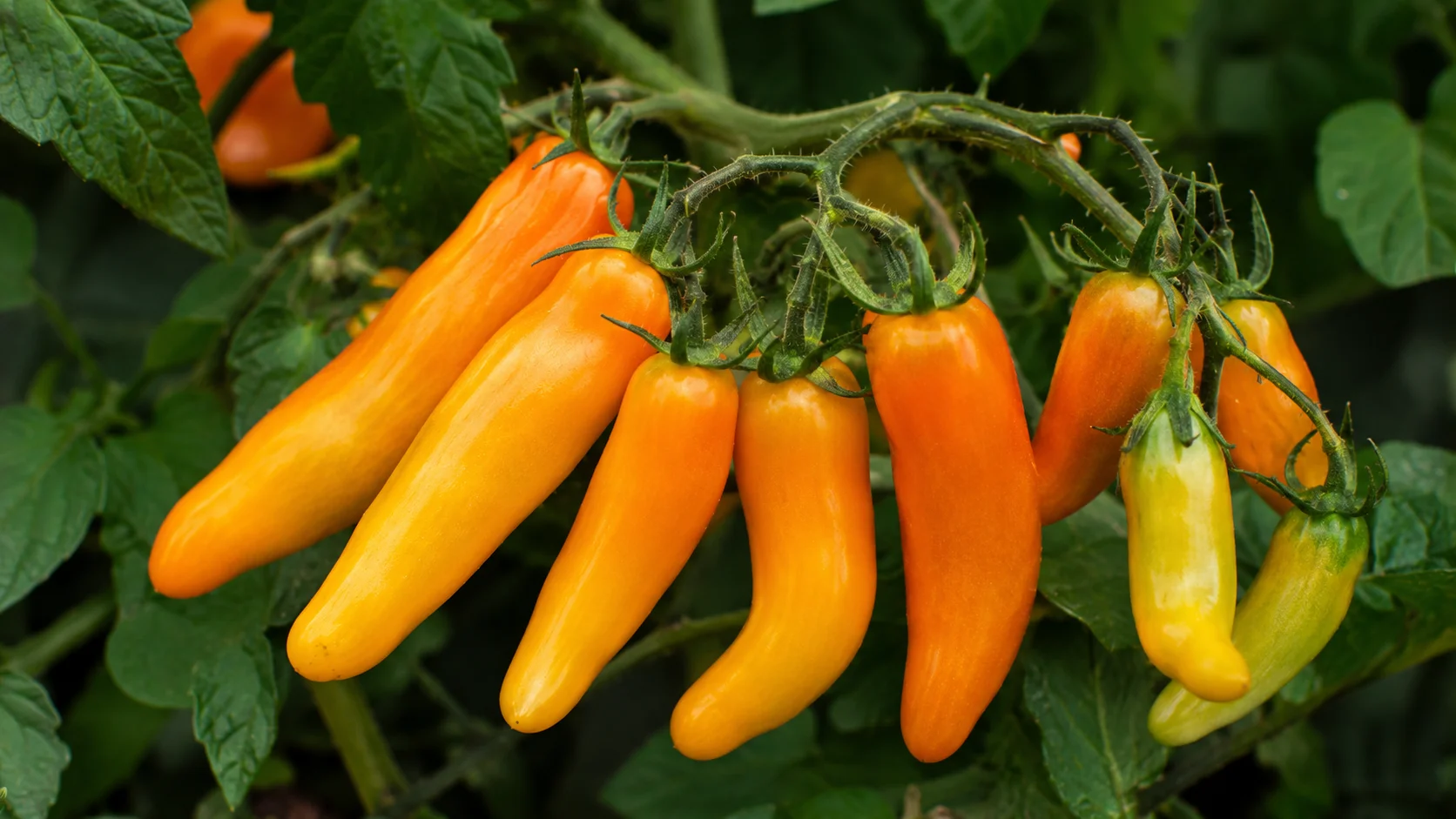 banana-legs-tomato