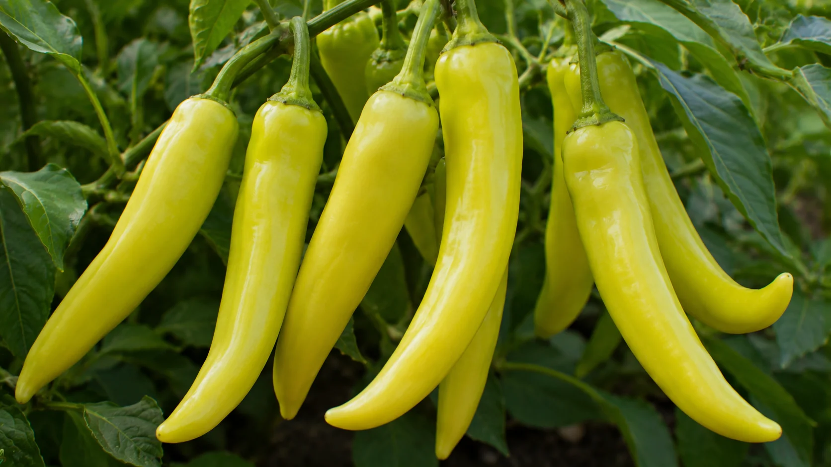 banana-pepper