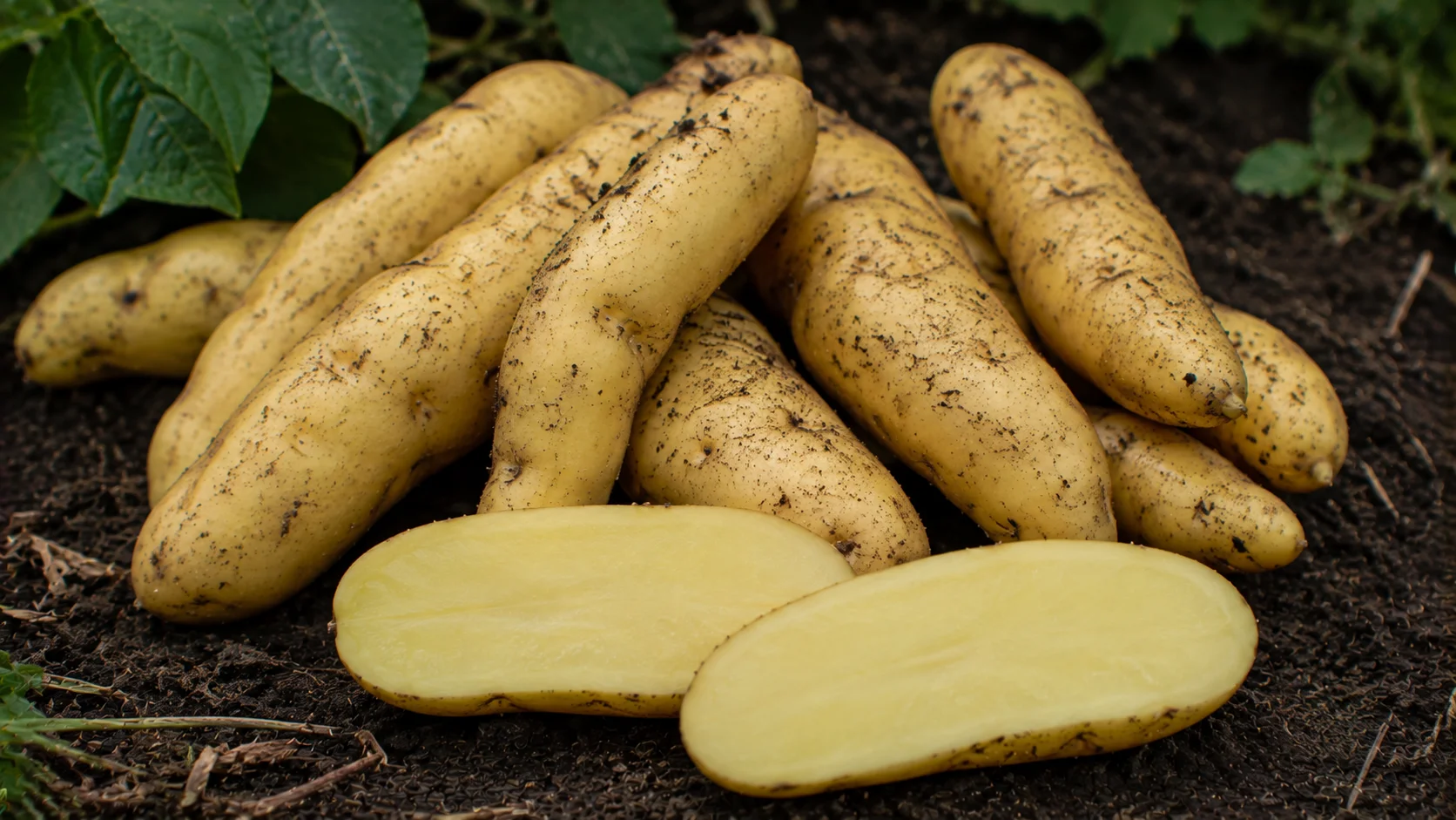 banana-potato