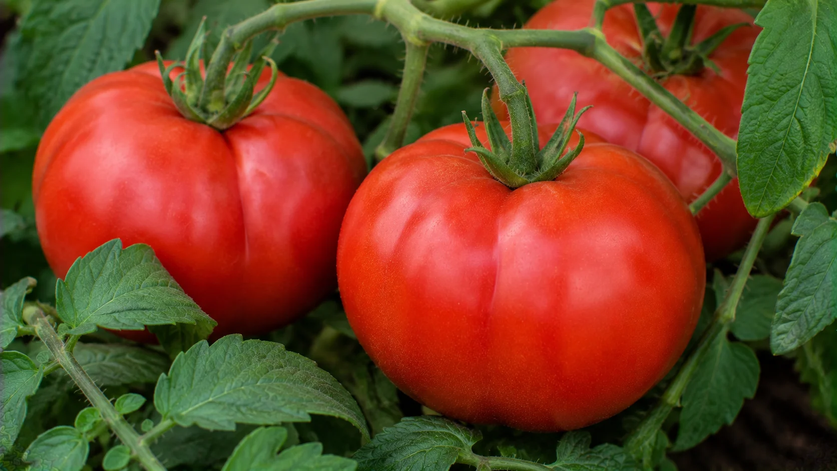 beefmaster-tomato