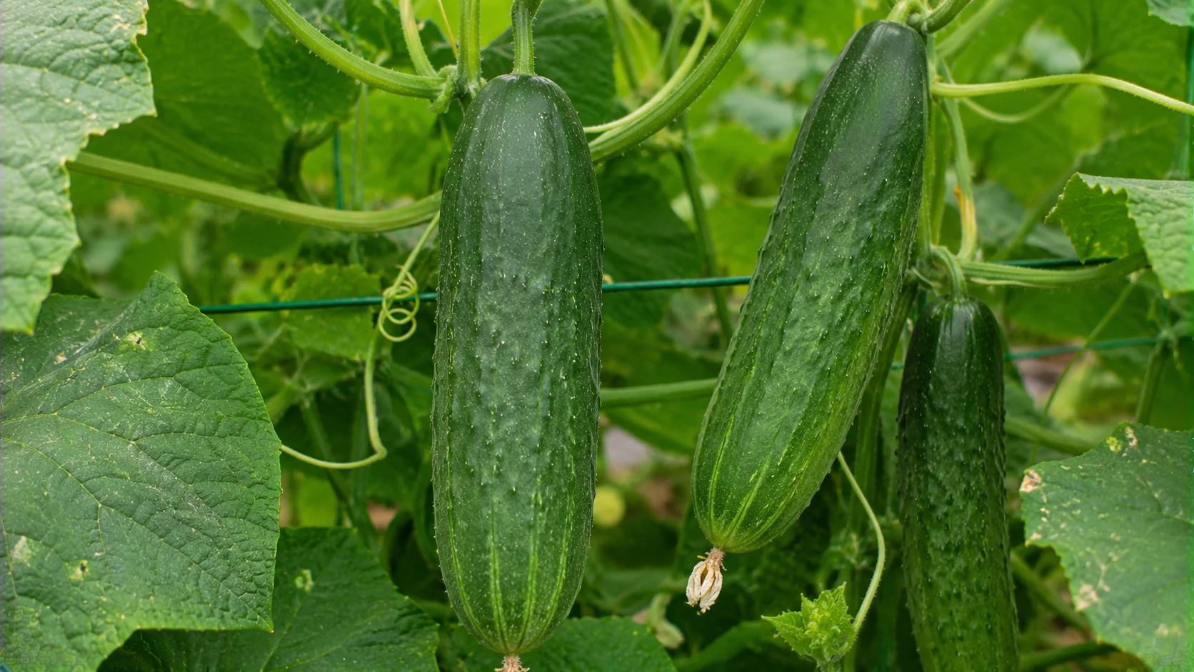 beit-alpha-cucumber