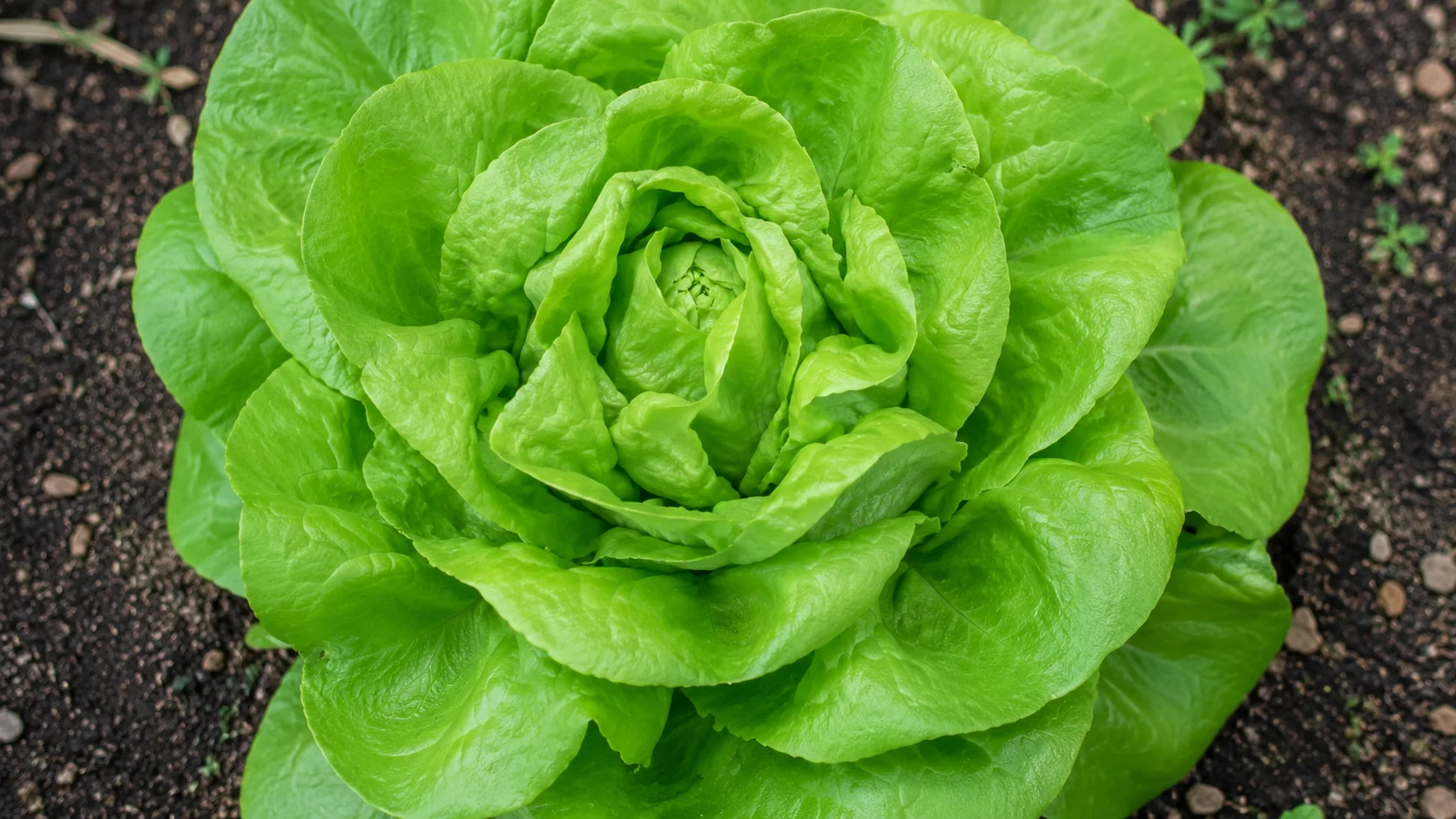 bibb-lettuce