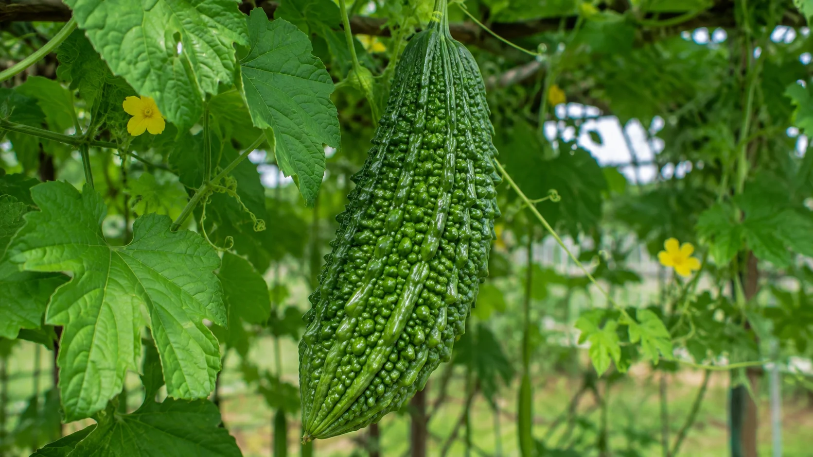 bitter-melon