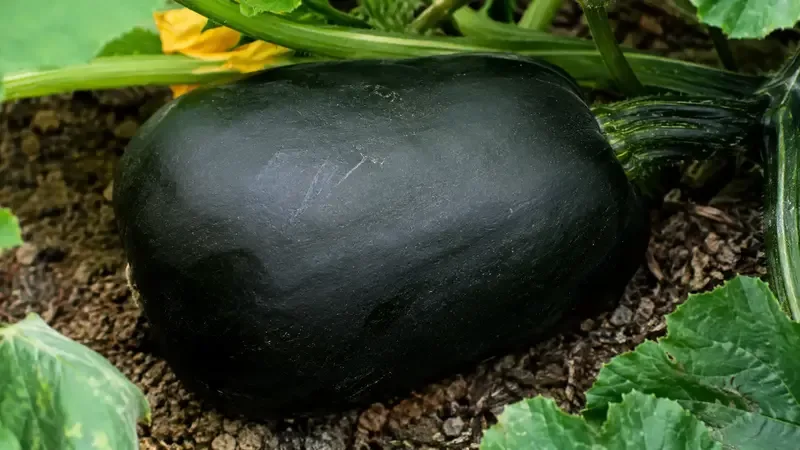 black-beauty-squash
