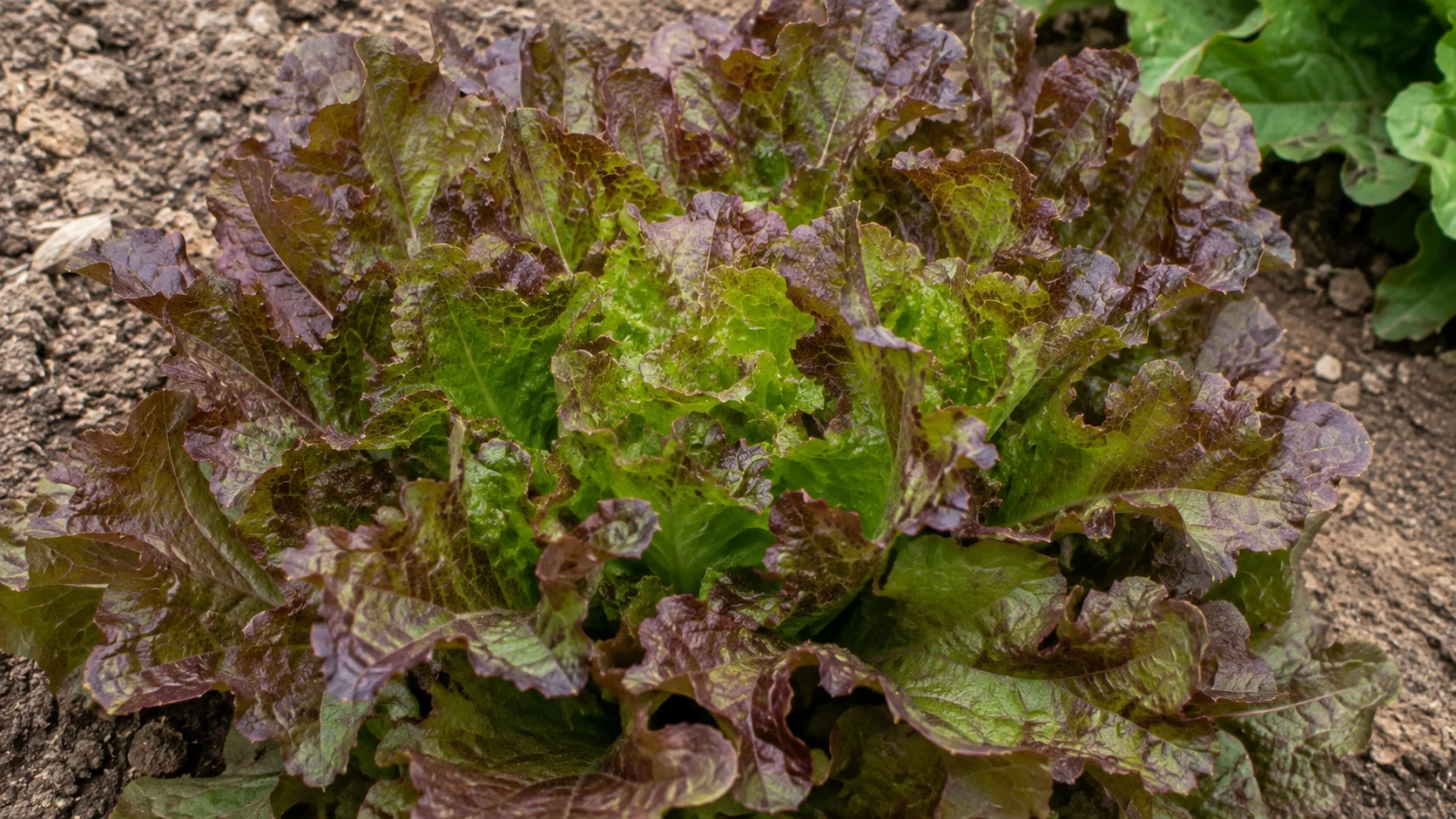 black-seeded-simpson-lettuce