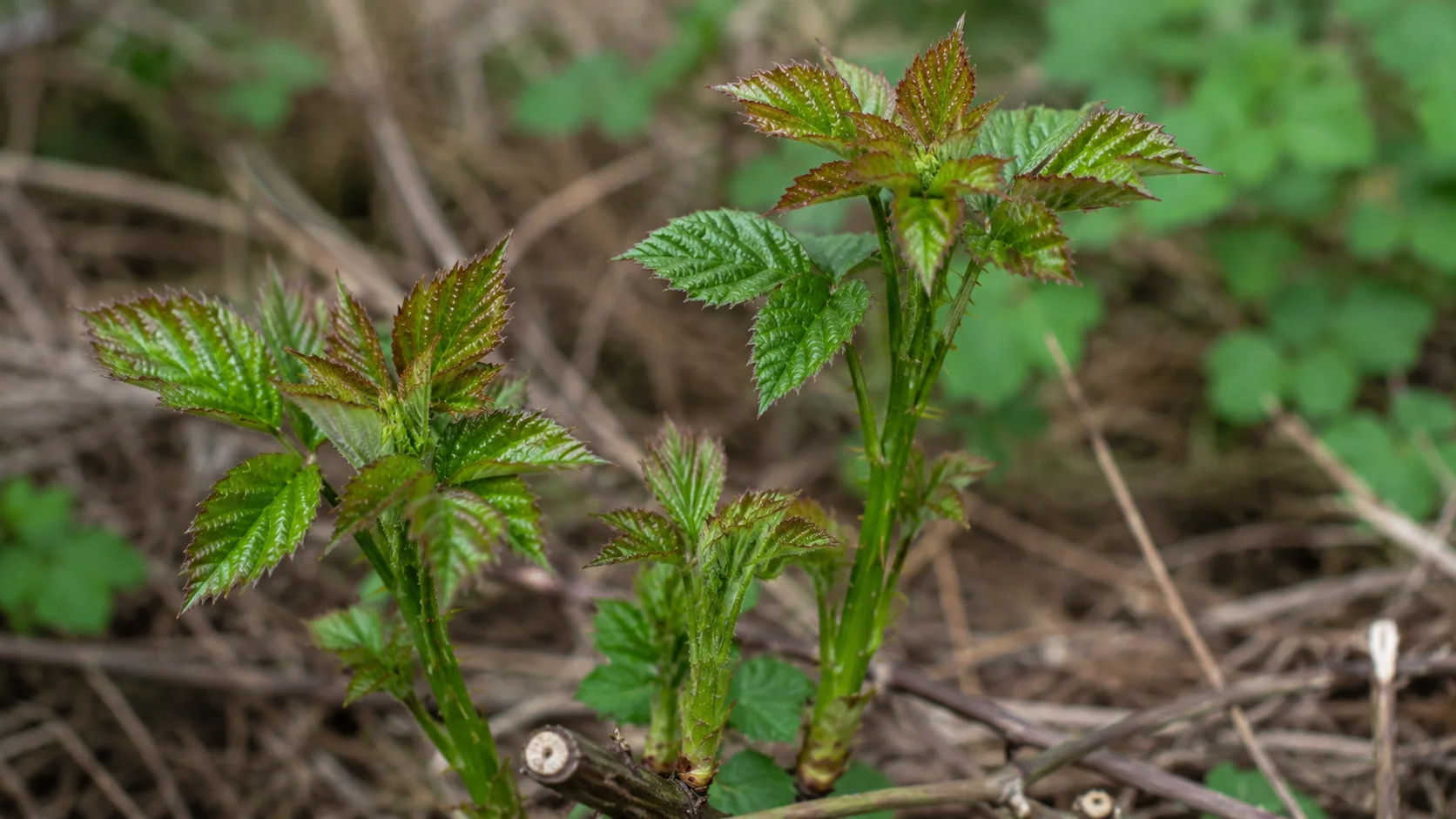 blackberry-shoots