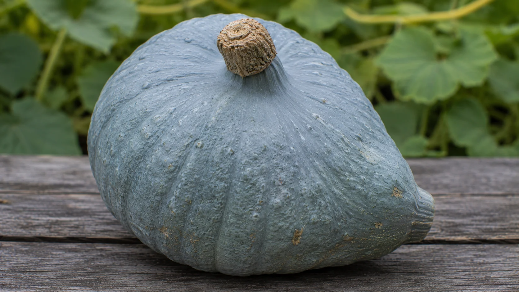 blue-hubbard-squash