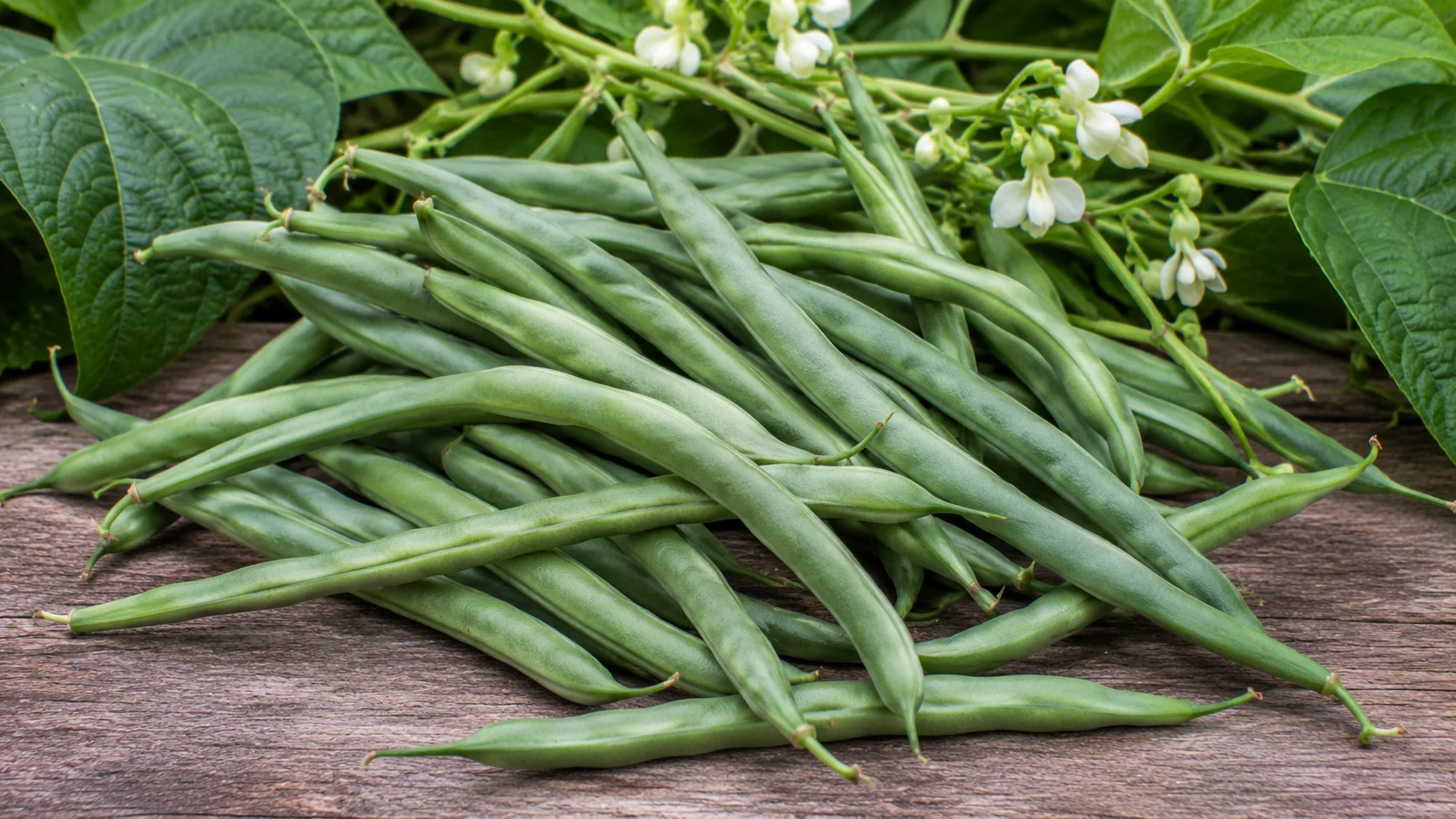 blue-lake-bean