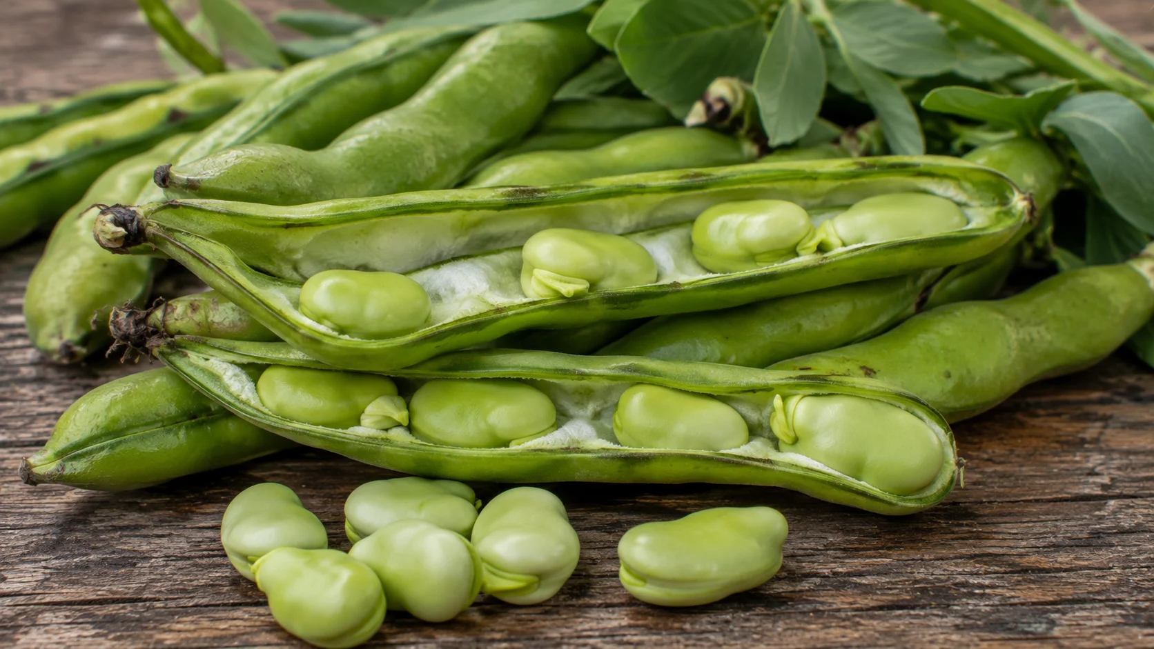 broad-bean