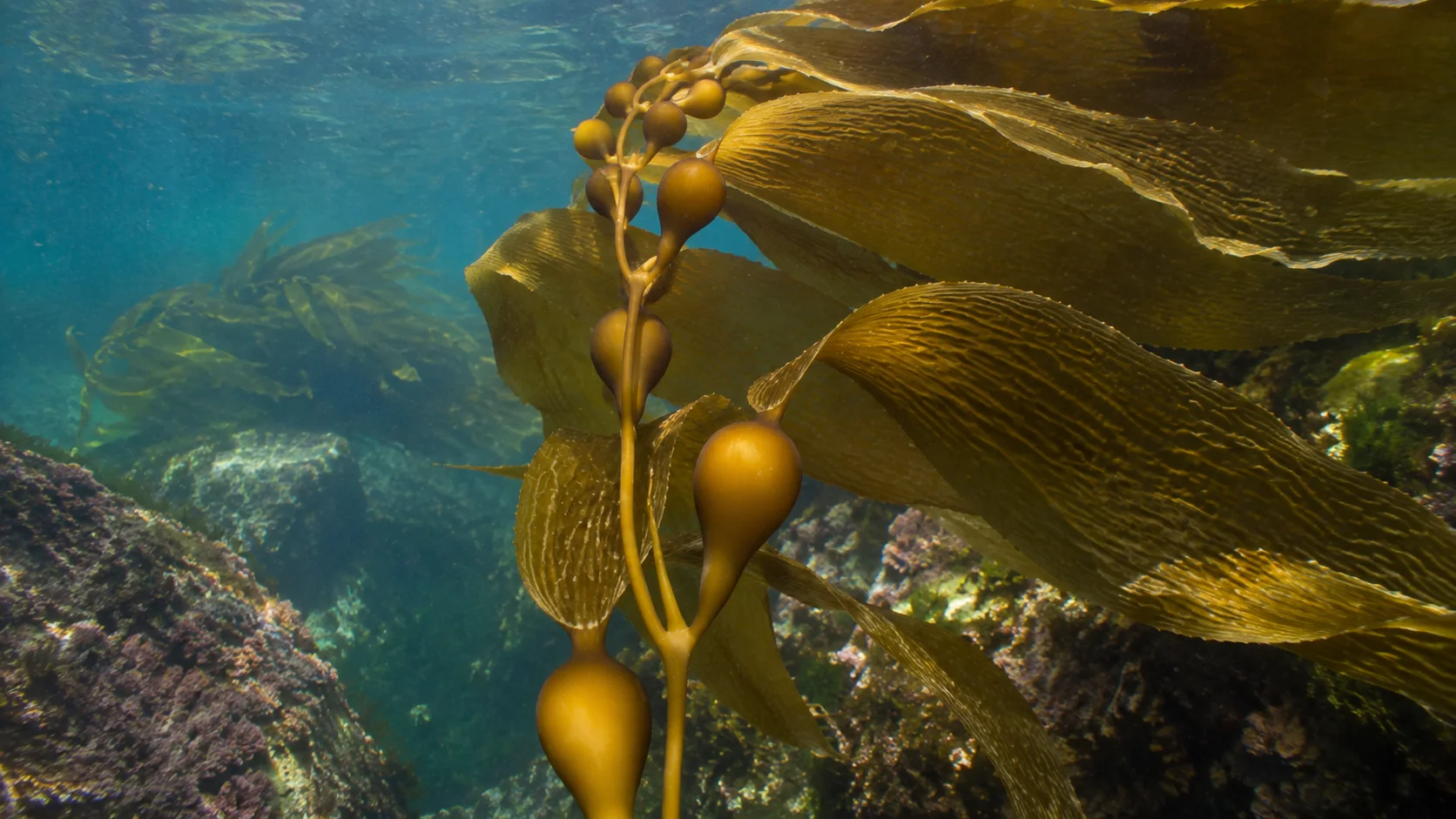 bull-kelp