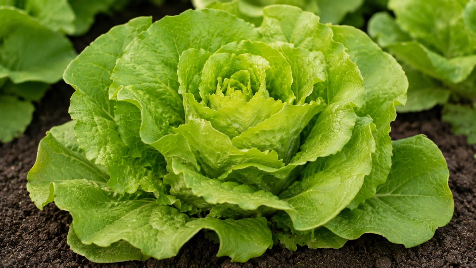 buttercrunch-lettuce
