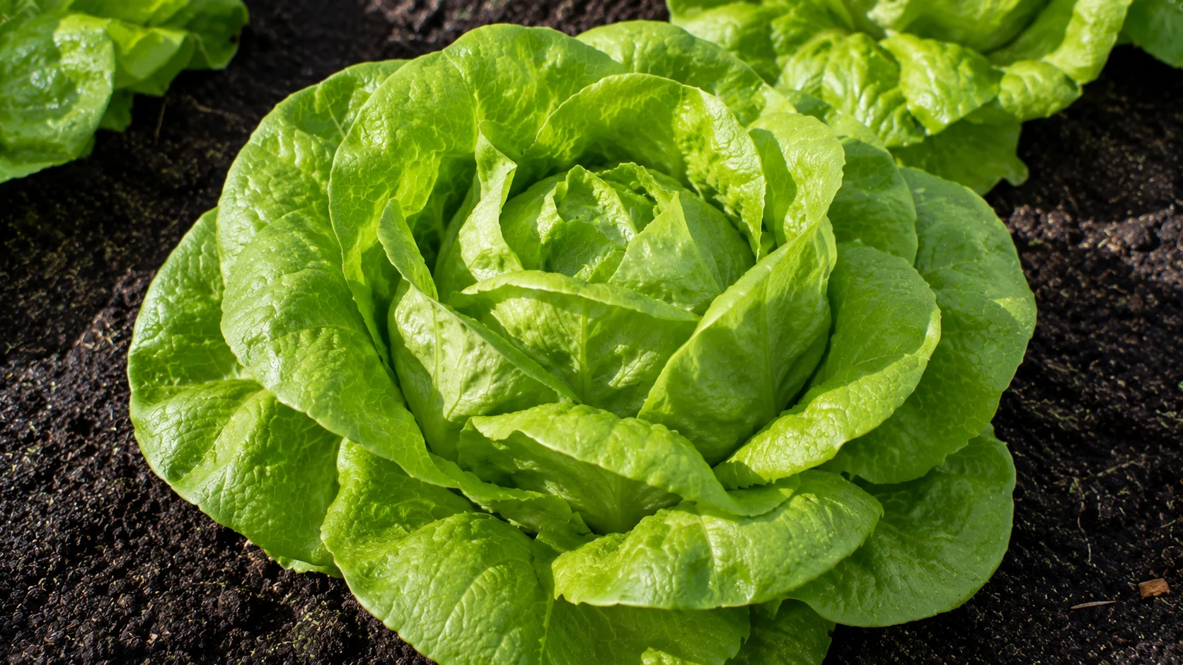 butterhead-lettuce