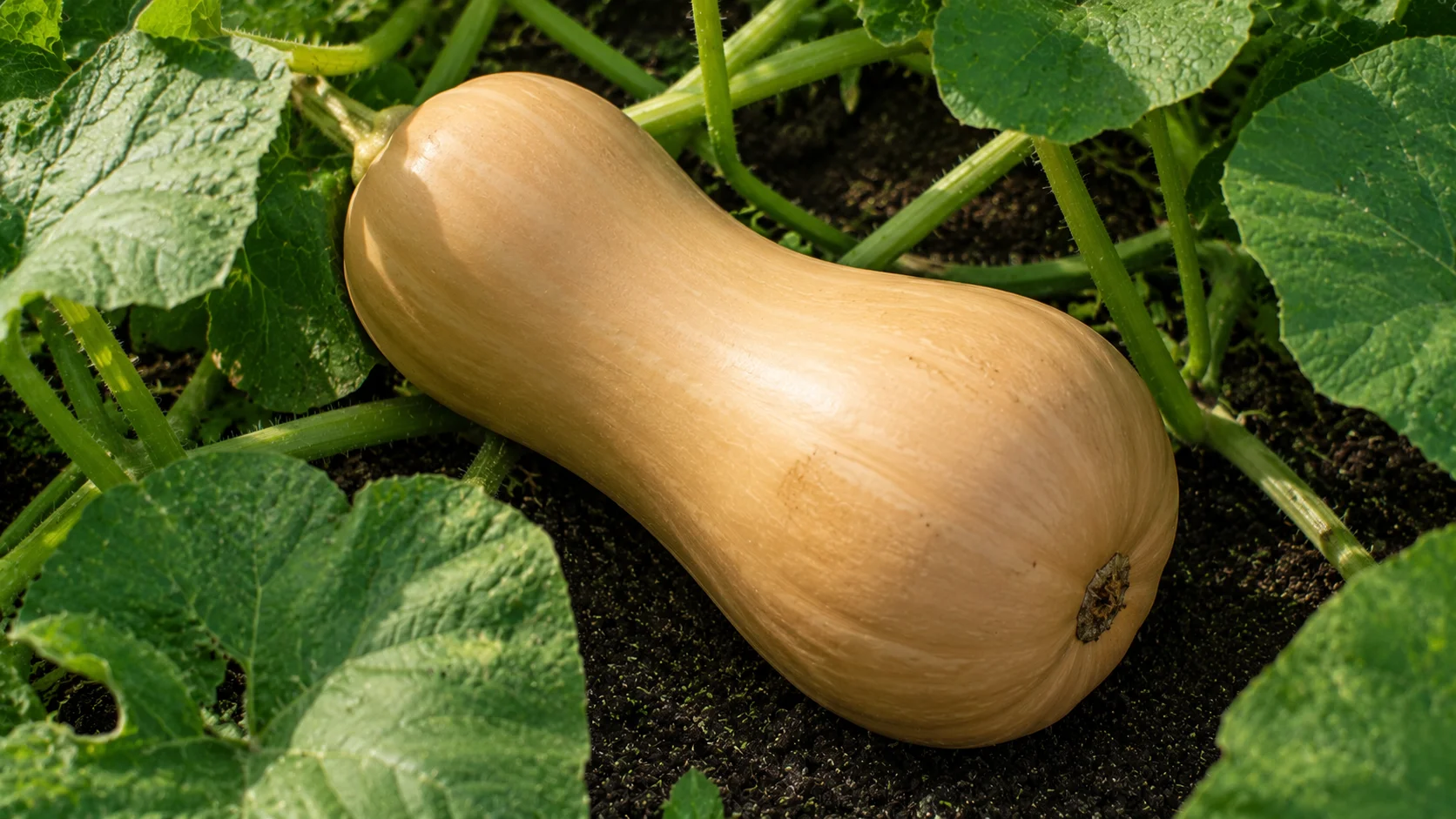 butternut-squash