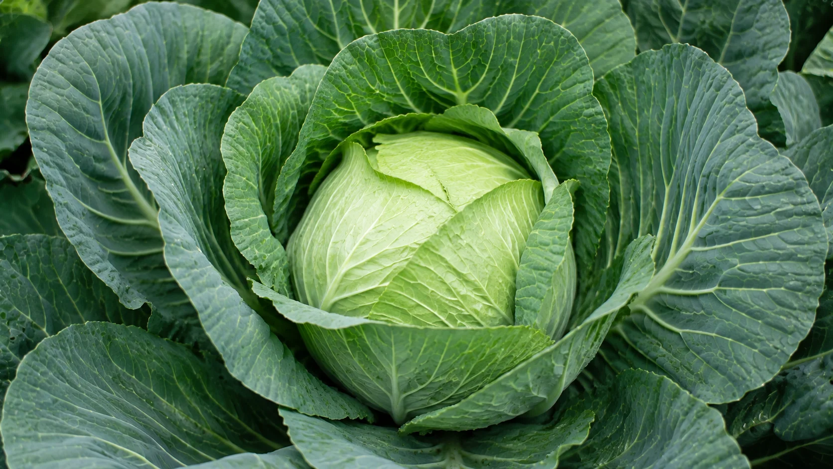 cabbage-leaves