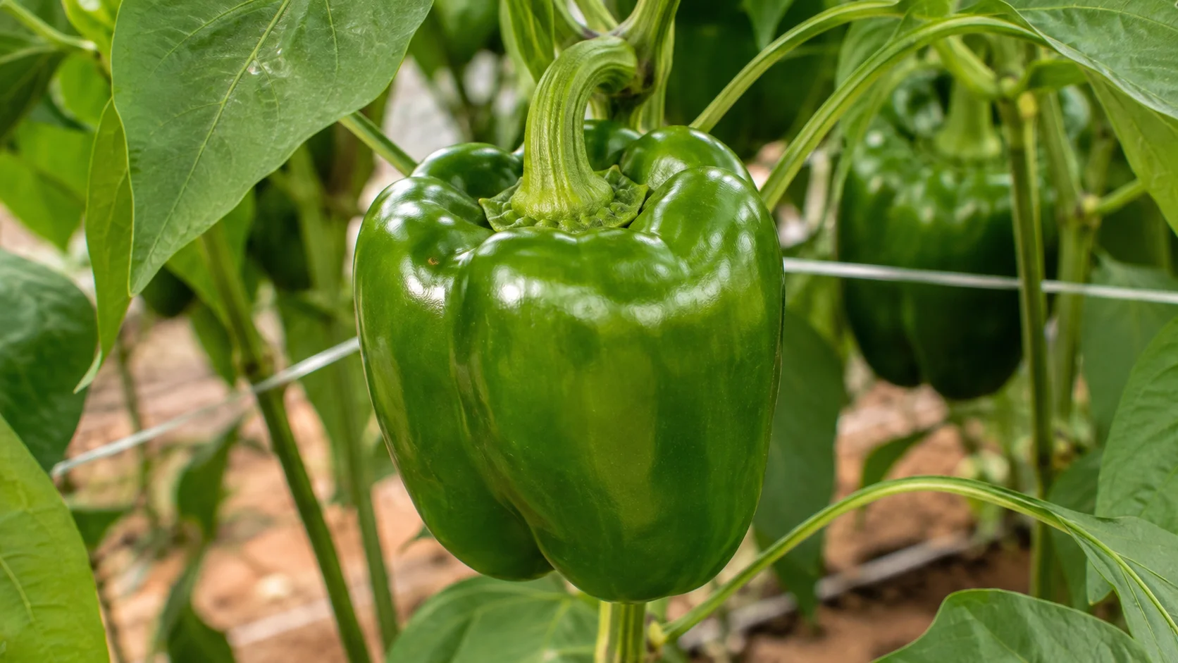 california-wonder-pepper