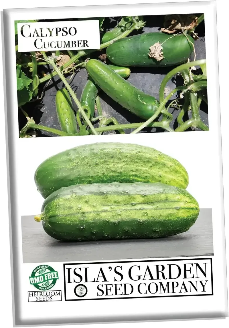 calypso-cucumber