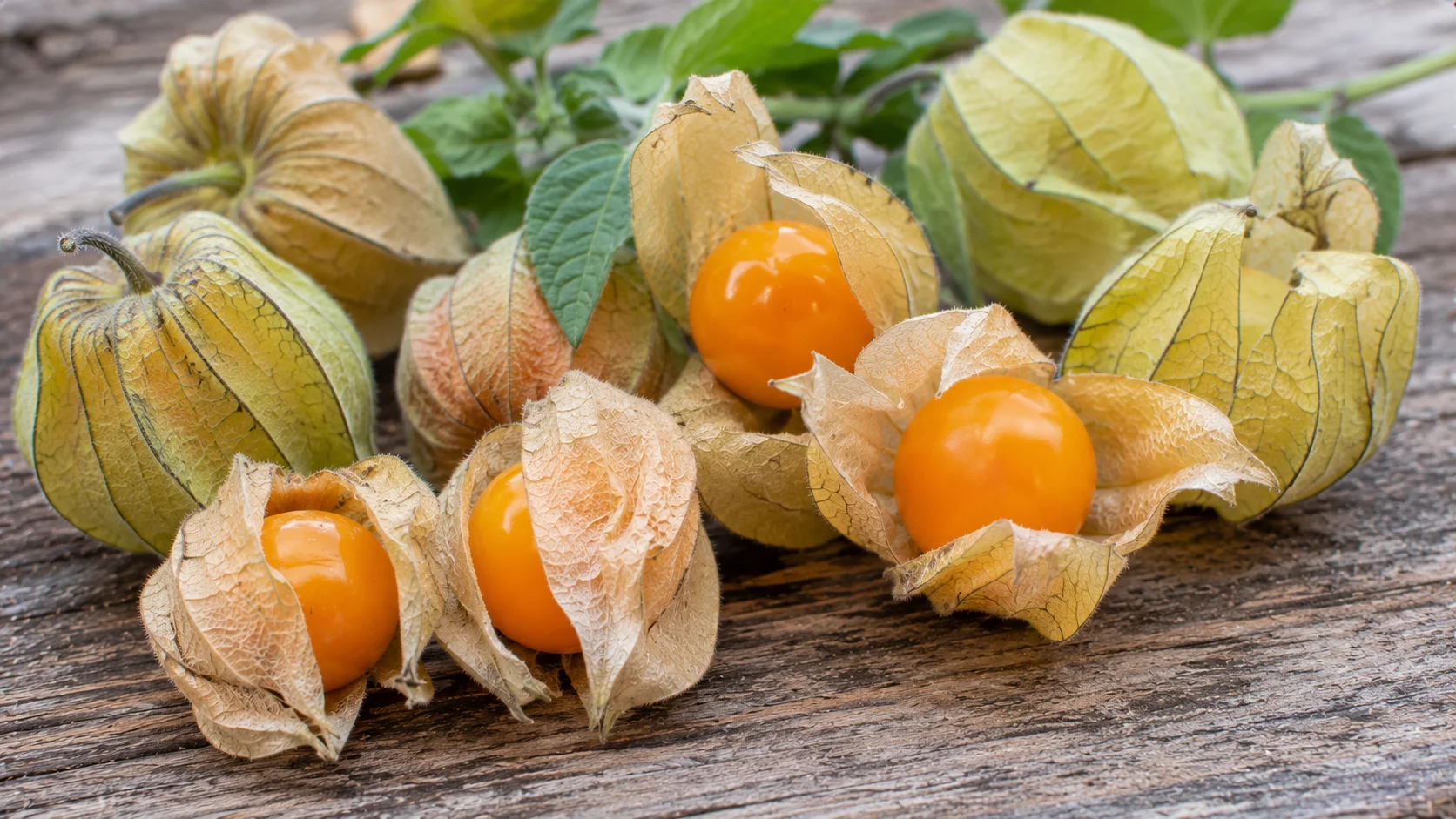 cape-gooseberry