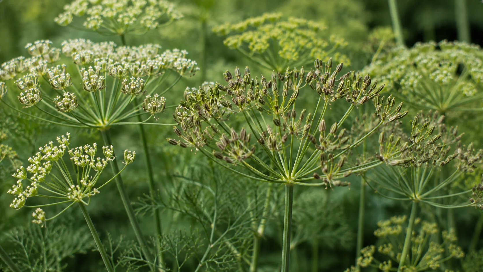 caraway