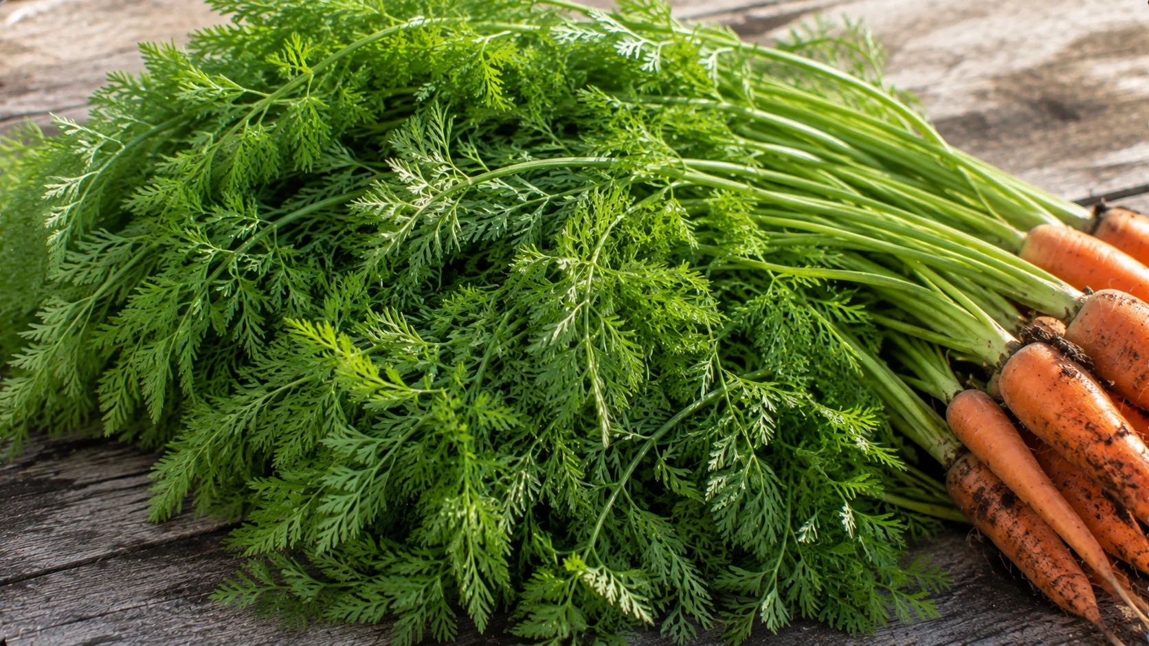 carrot-greens