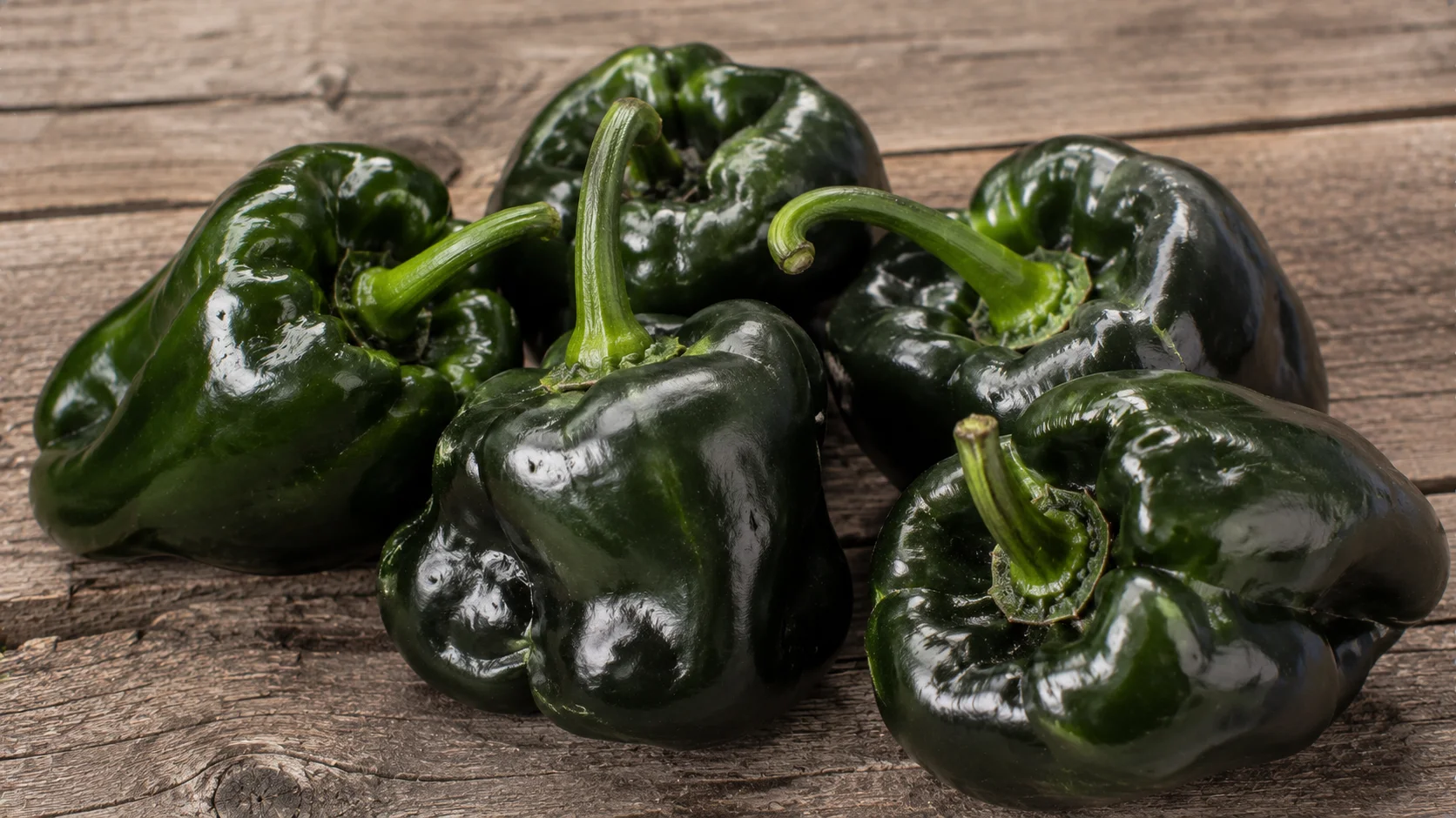 cascabel