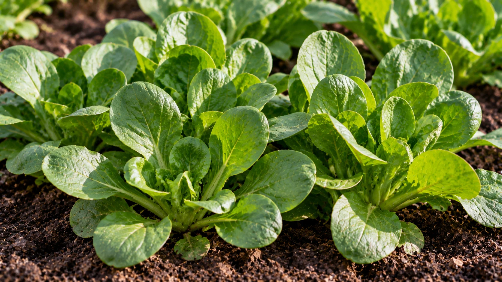 chervil