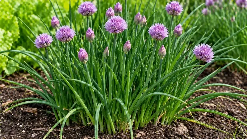 chives