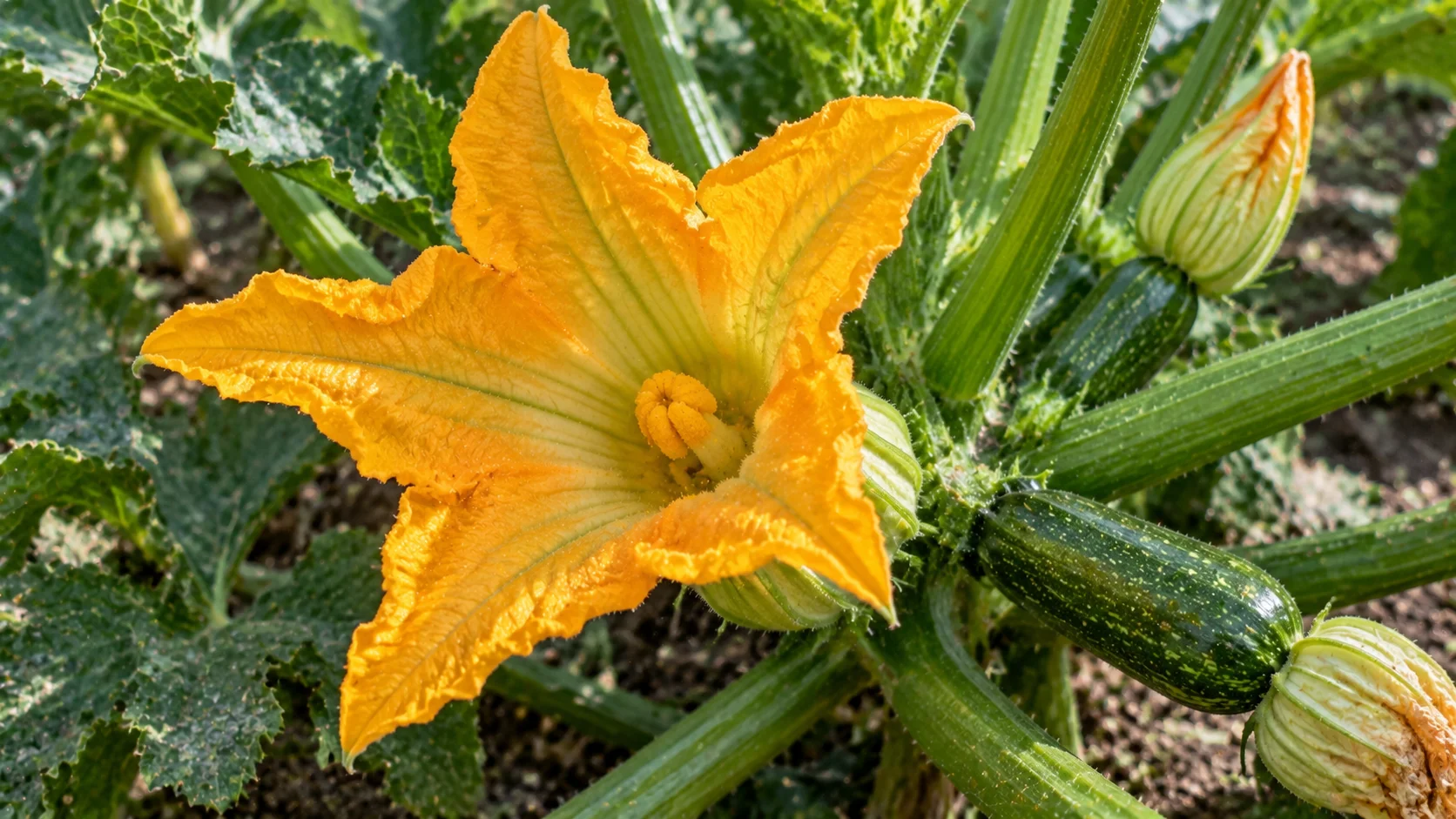 courgette-flower