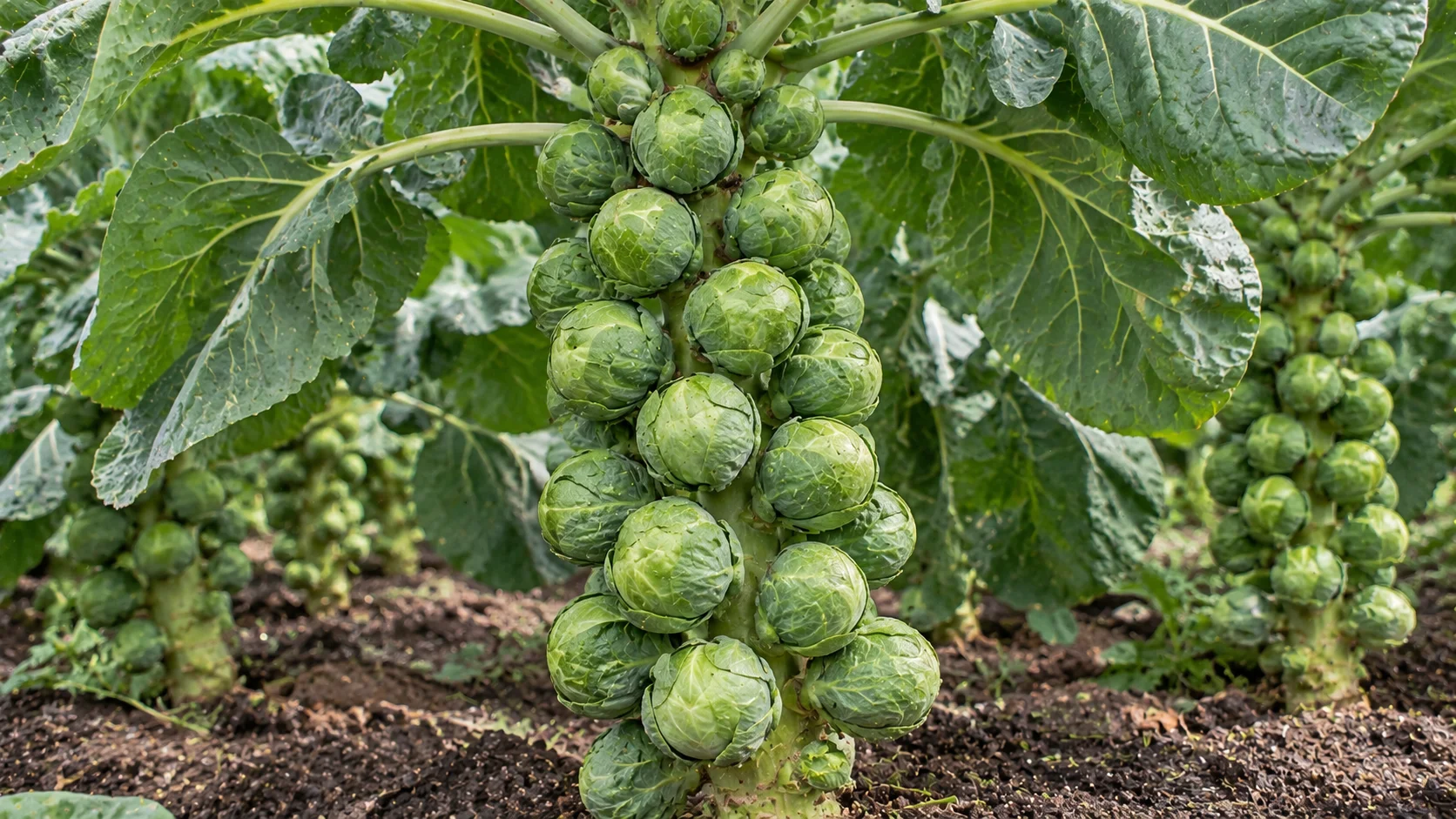dagan-brussels-sprouts