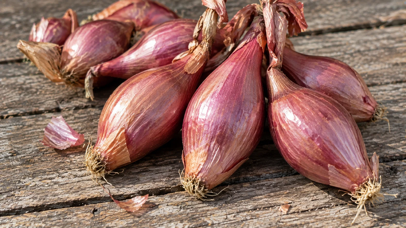 dutch-red-shallot