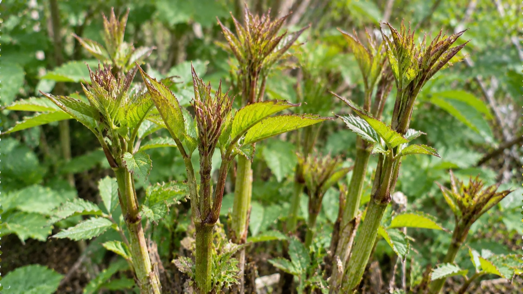 elderberry-shoots