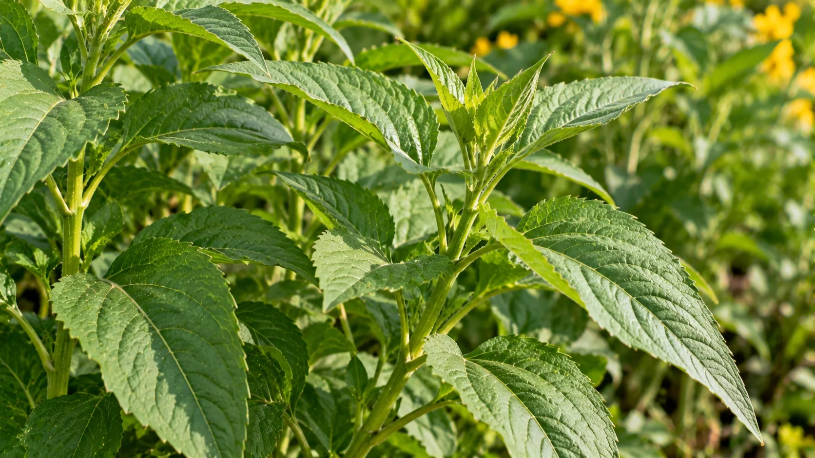 jerusalem-artichoke