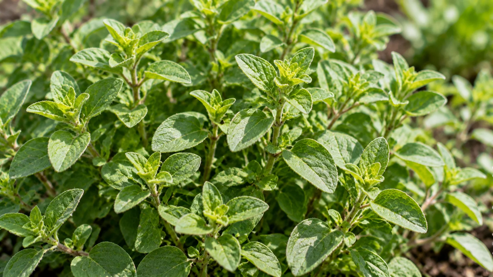 marjoram-greens