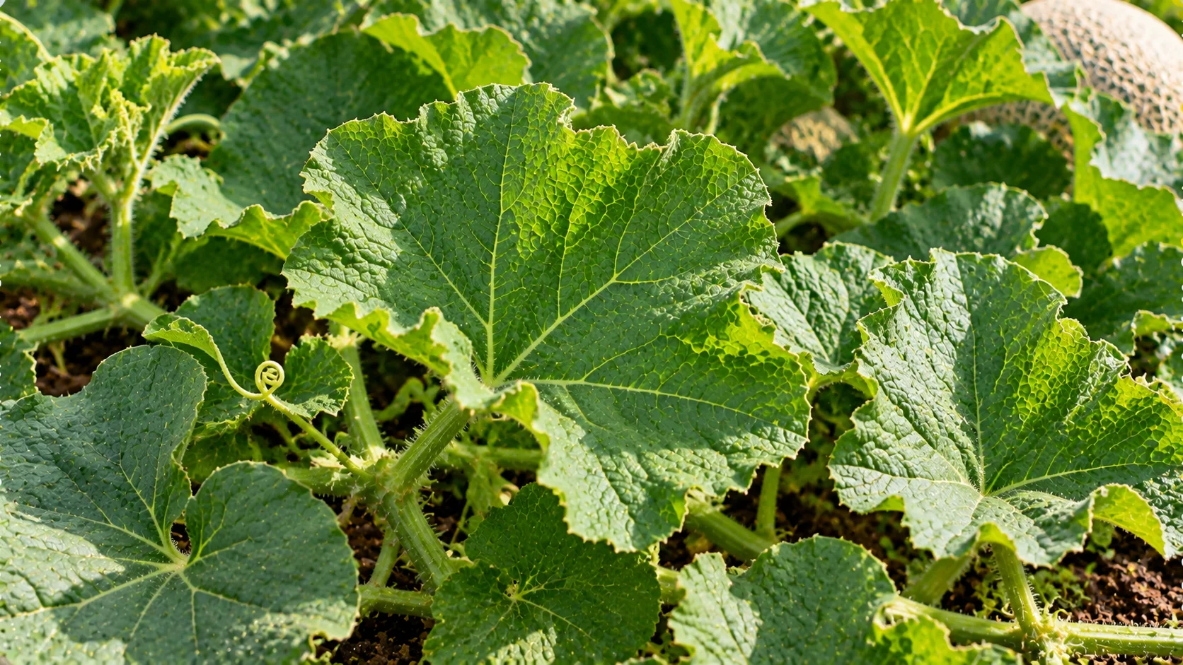 melon-leaves