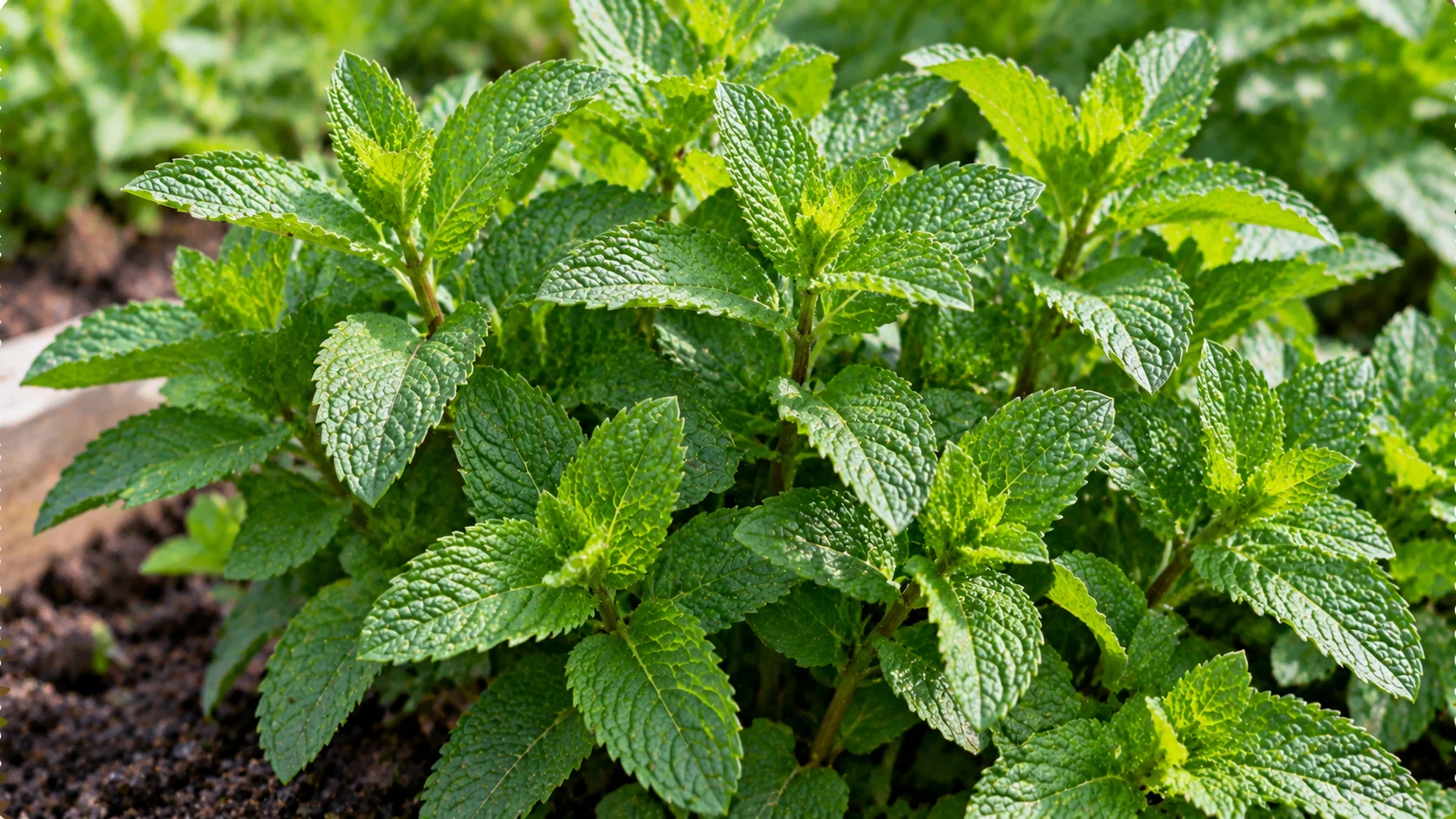 mint-greens