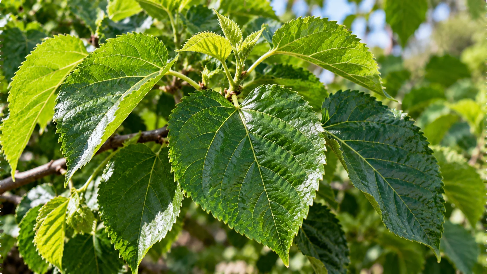 mulberry-leaves