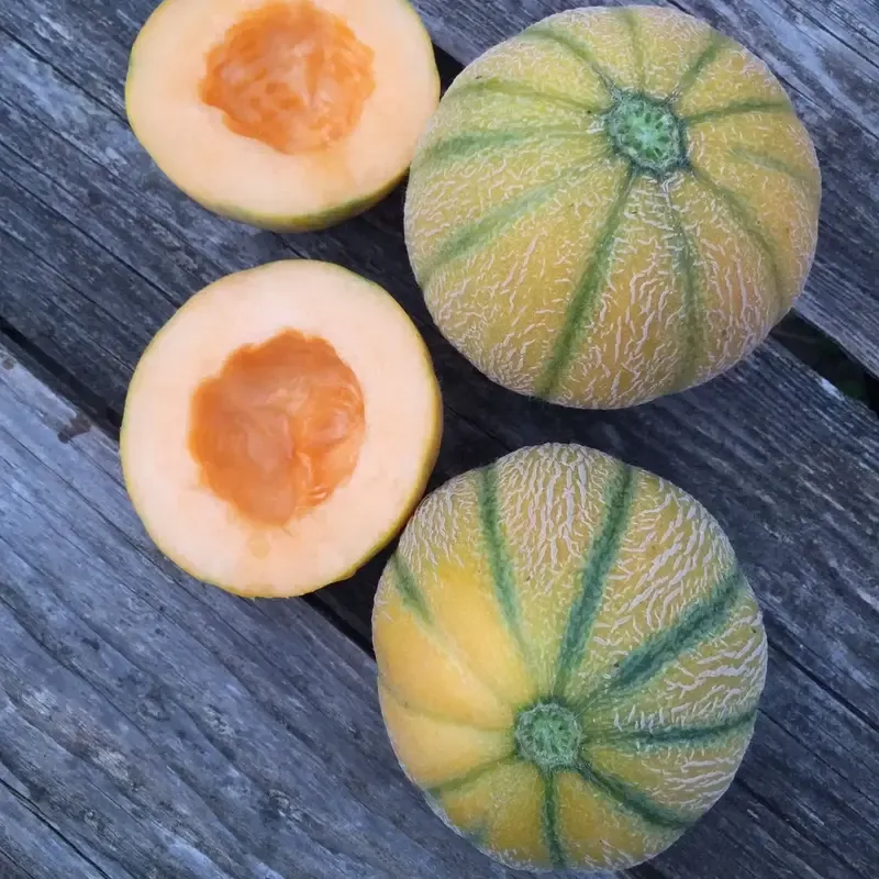 muskmelon