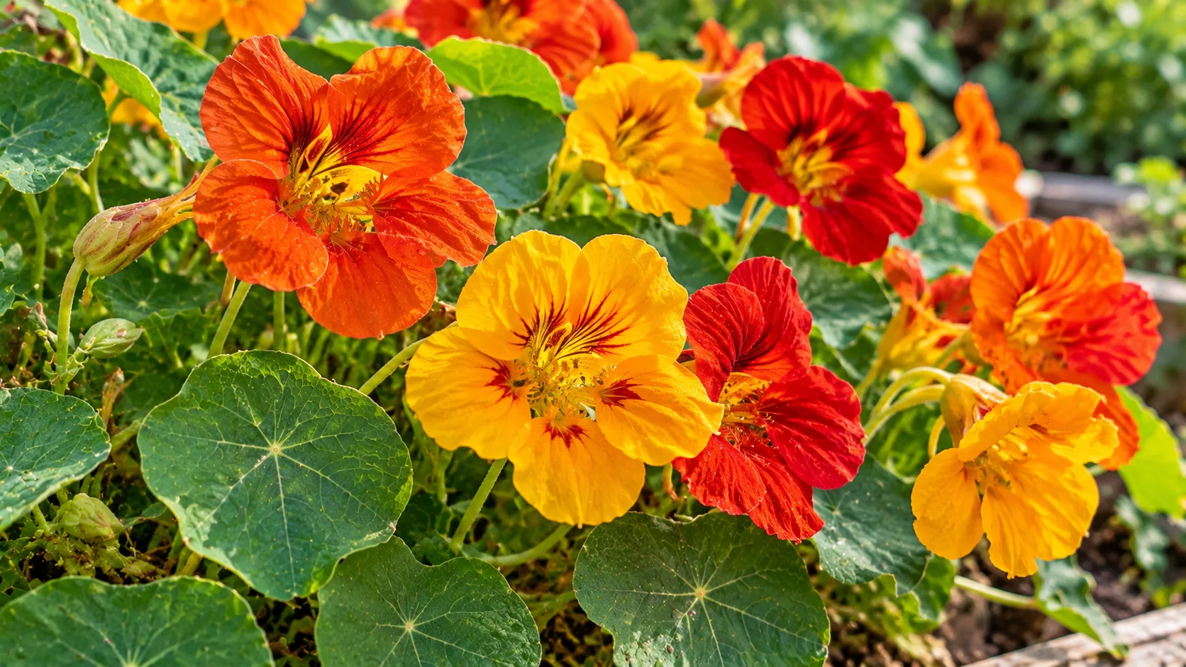 nasturtium-flowers