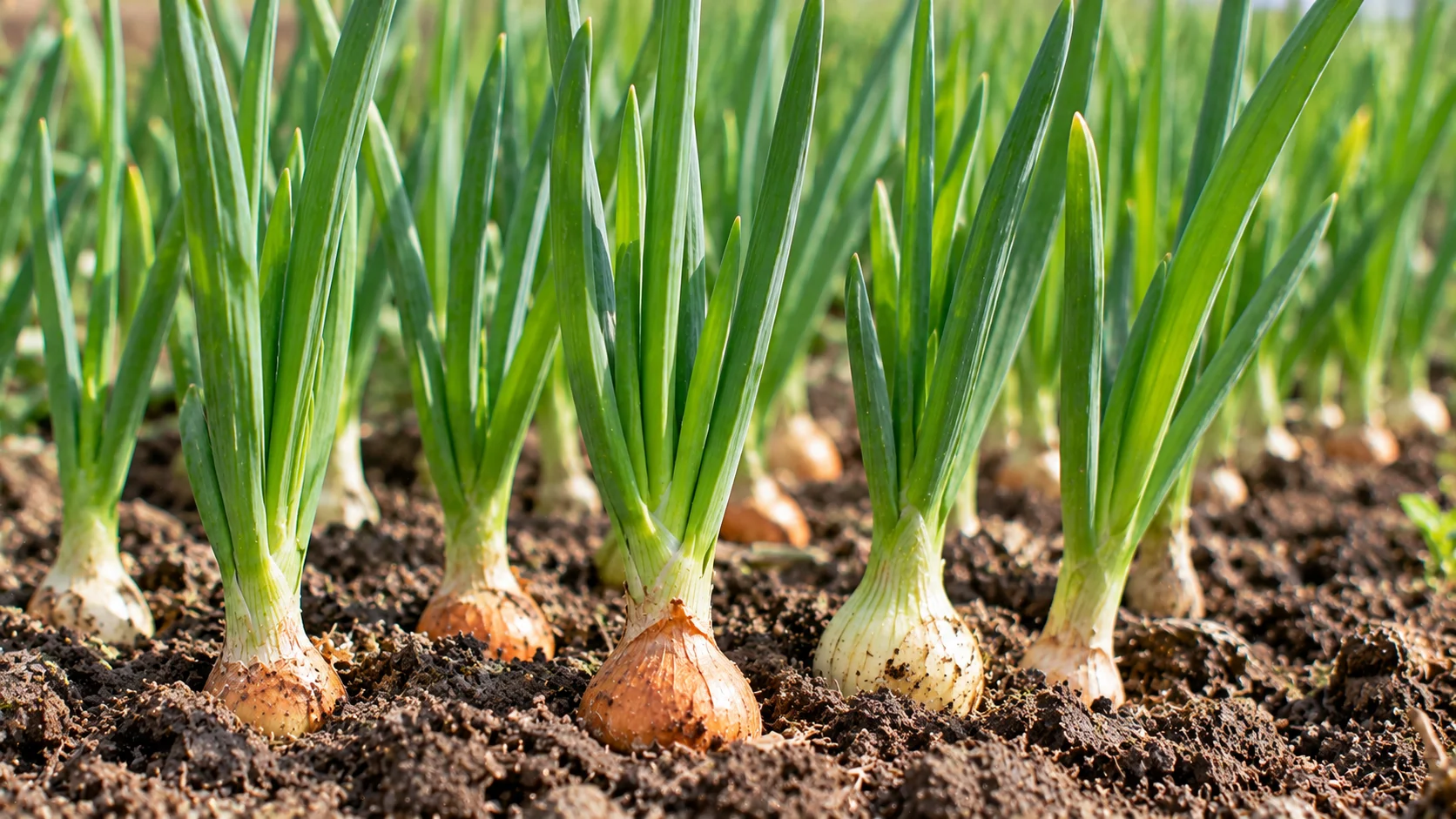 onion-shoots