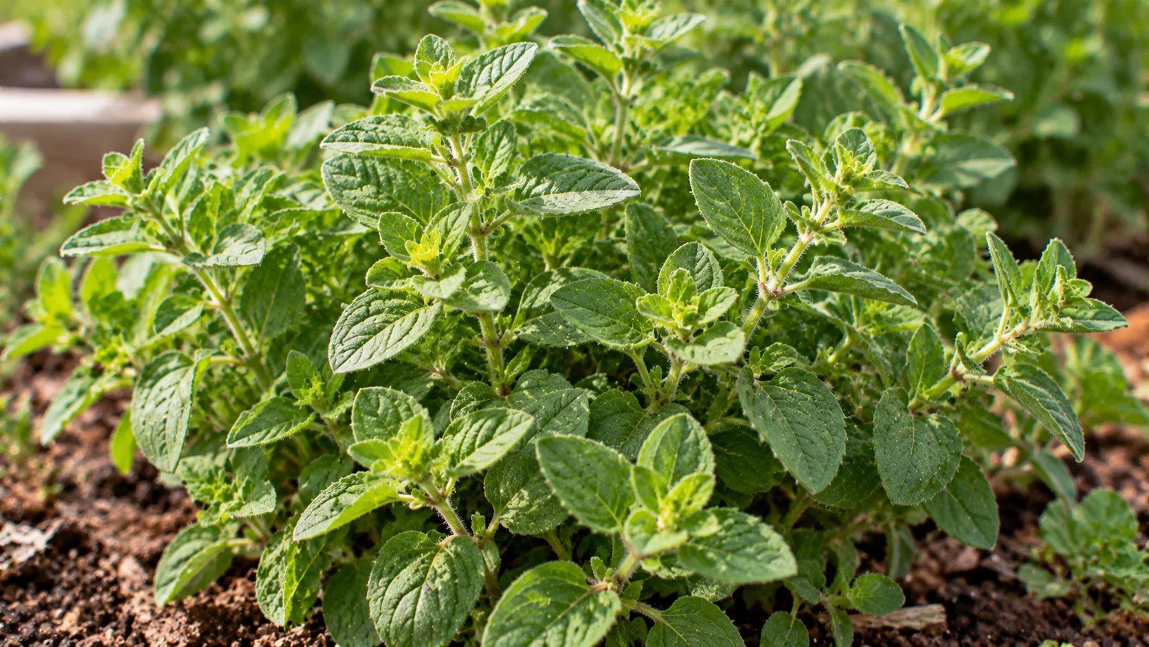 oregano-greens