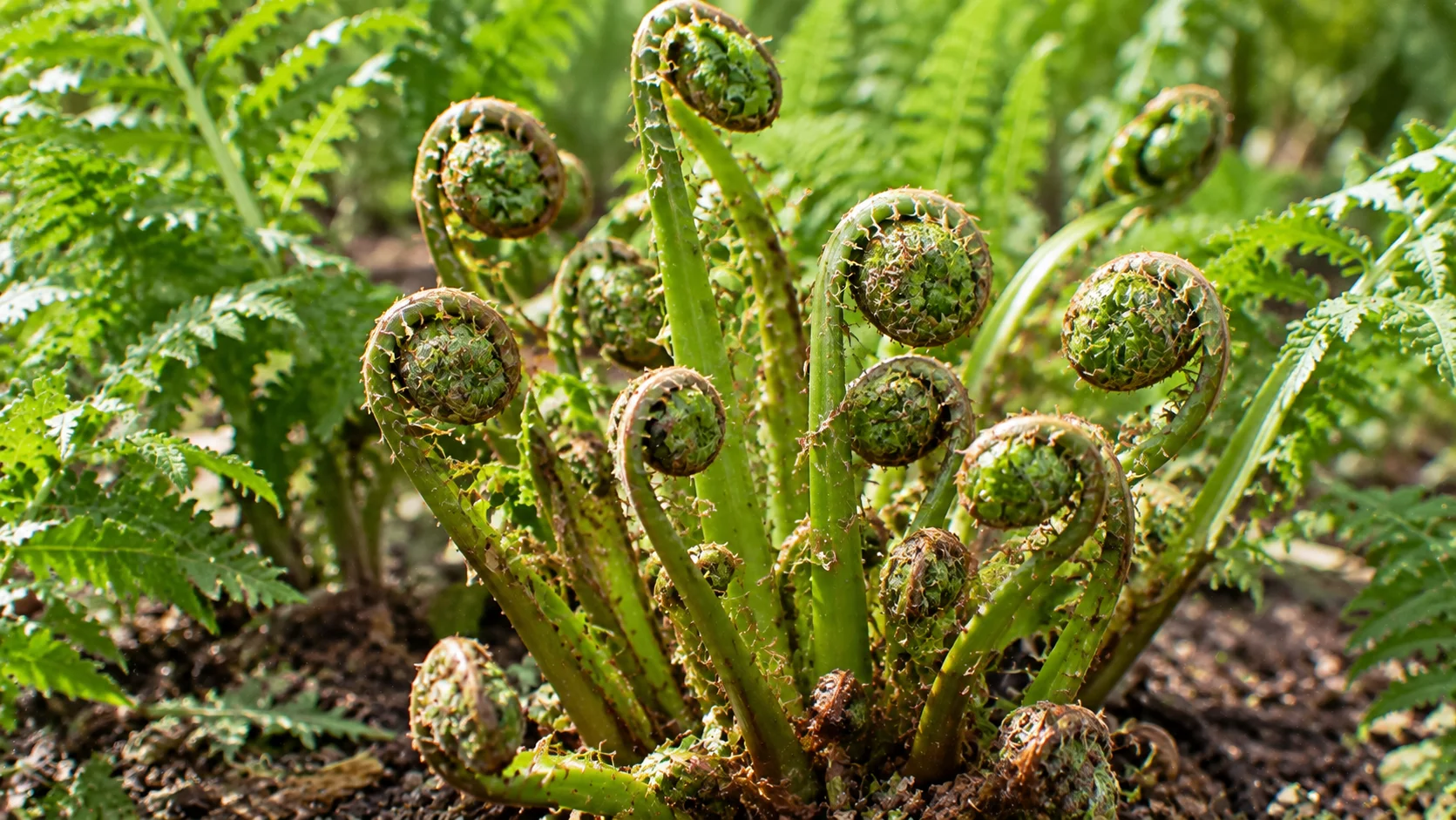 ostrich-fern