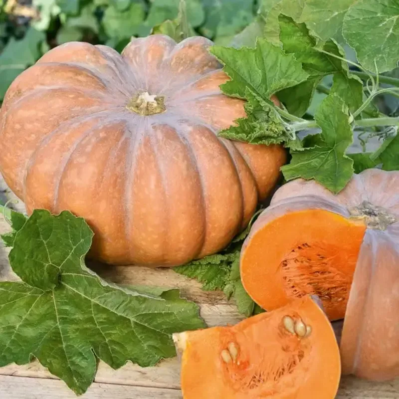 pennsylvania-dutch-crookneck-squash