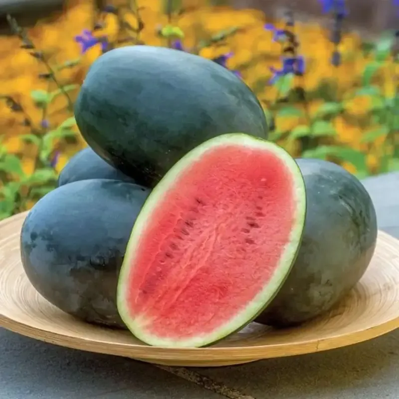 pepino-melon