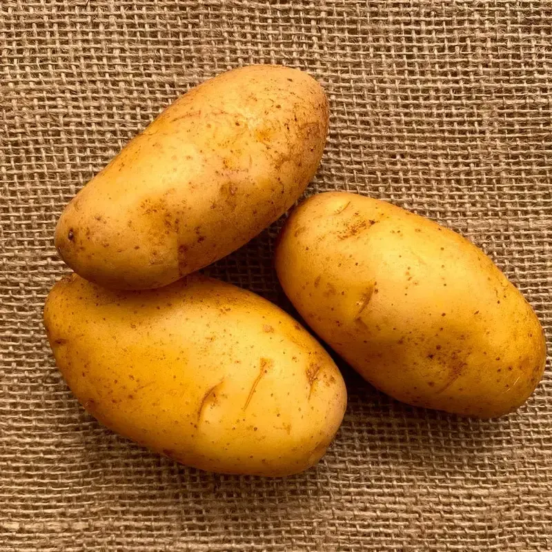 red-thumb-potato
