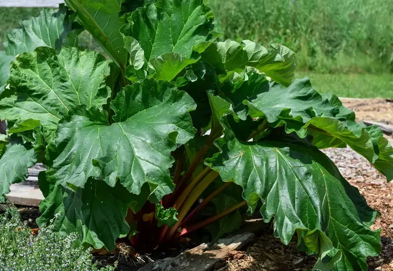 rhubarb-chard