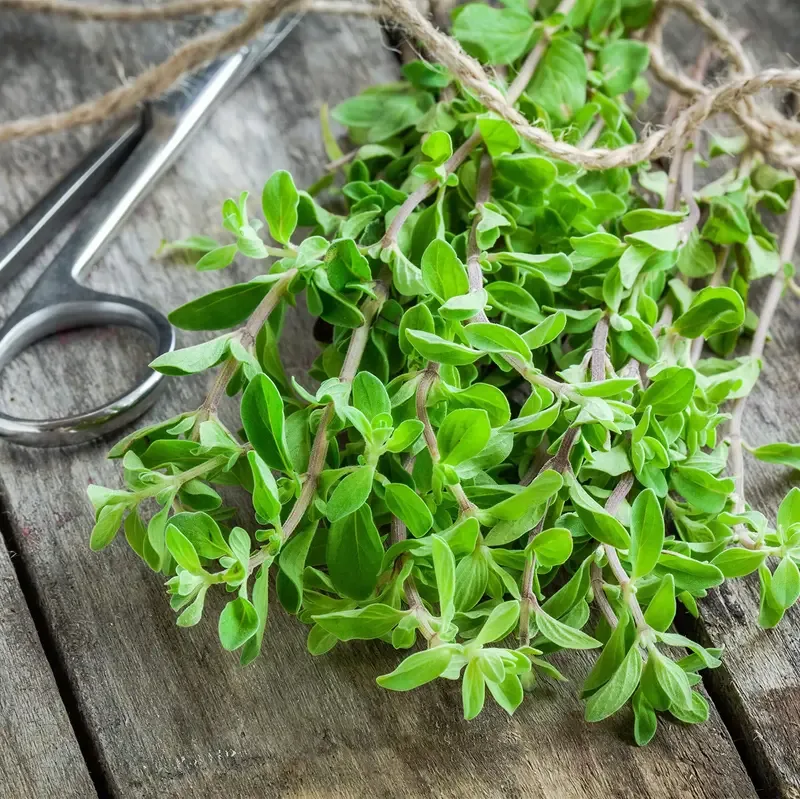 rosemary-shoots