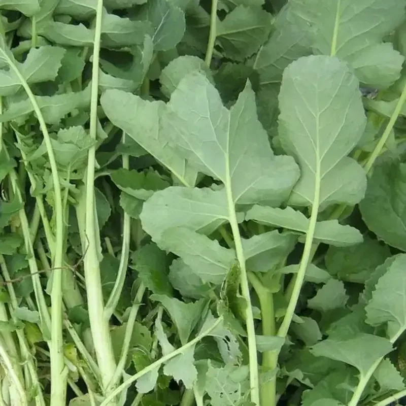 sage-greens