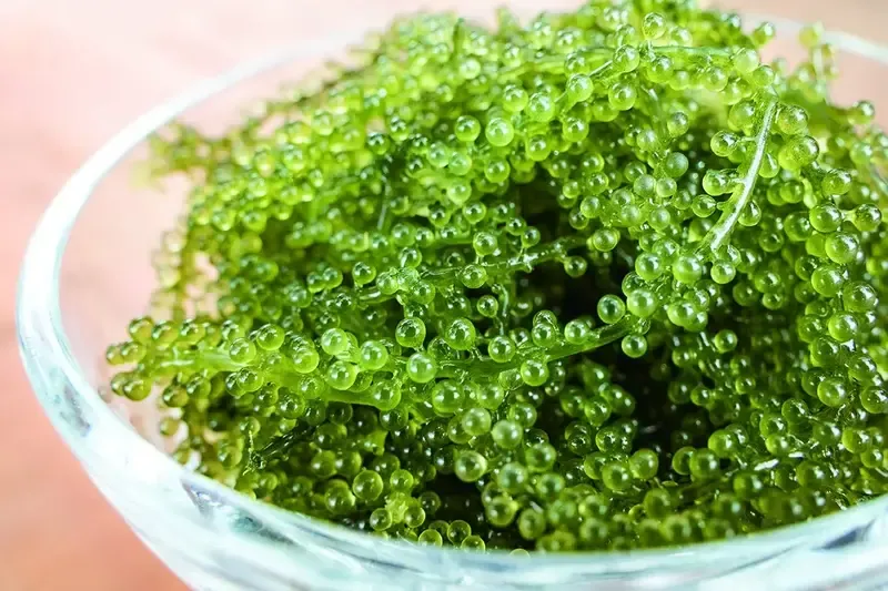 sea-grapes